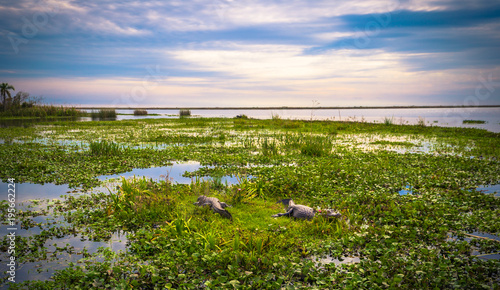Colonia Carlos Pellegrini - June 28, 2017: Dark alligators at the Provincial Ibera park at Colonia Carlos Pellegrini, Argentina