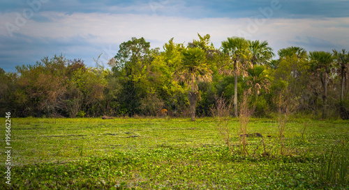 Colonia Carlos Pellegrini - June 28, 2017: Landscape of the Provincial Ibera park at Colonia Carlos Pellegrini, Argentina photo