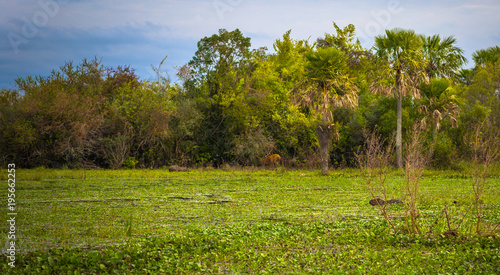 Colonia Carlos Pellegrini - June 28, 2017: Wild life of the Provincial Ibera park at Colonia Carlos Pellegrini, Argentina photo