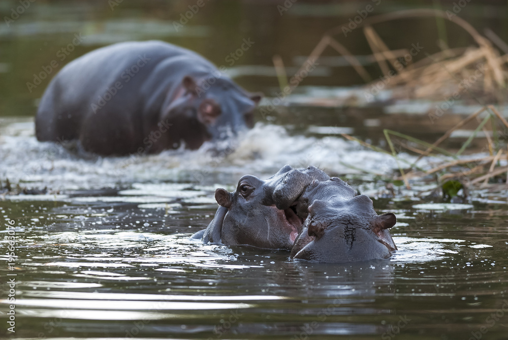 Fototapeta premium Hippopotamus baby gaming, Kruger National Park