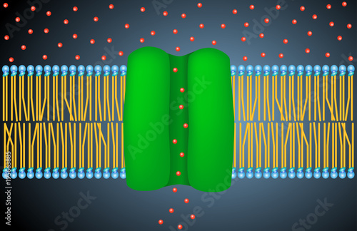  Ion Channel