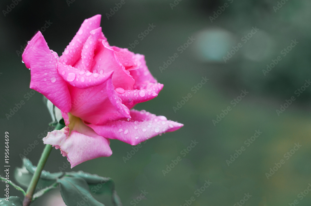 Pink rose in raindrops in the garden. Copy spase