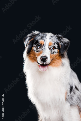 Overhead view of Australian Shepherd portrait during a low-key black studio photo