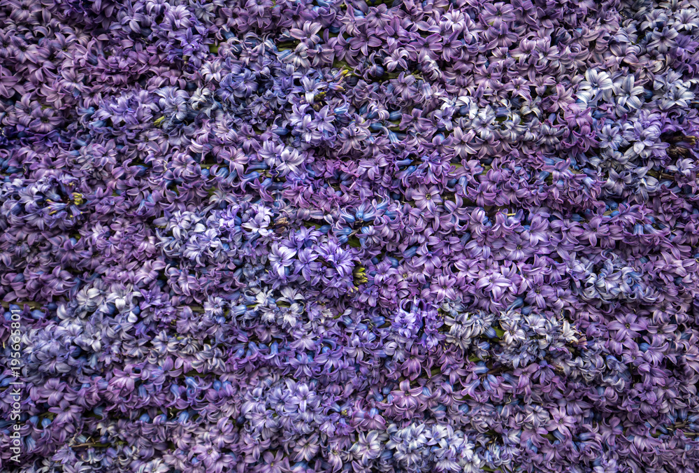 Abstract background . Close-up of violet hyacinths flowers Abstract background . Close-up of violet hyacinths flowers