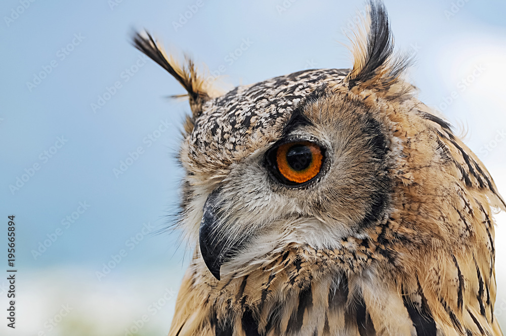 Naklejka premium Portrait Uhu