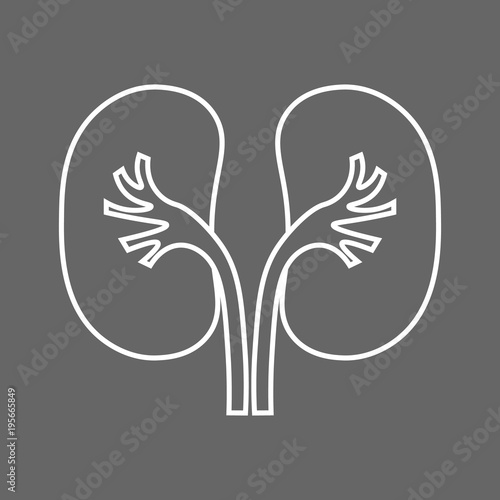 Stylized human kidneys anatomy line icon.