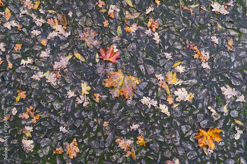Wallpaper Mural Old stone pavement decorated with autumn leaves after the rain Torontodigital.ca