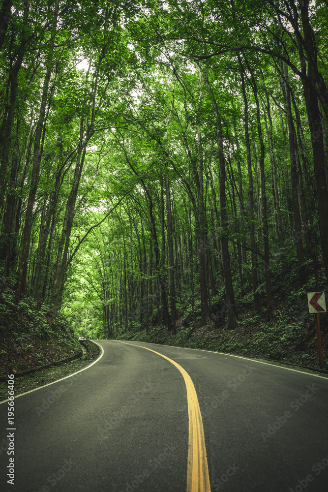 Obraz premium Man made forest, Philippines 