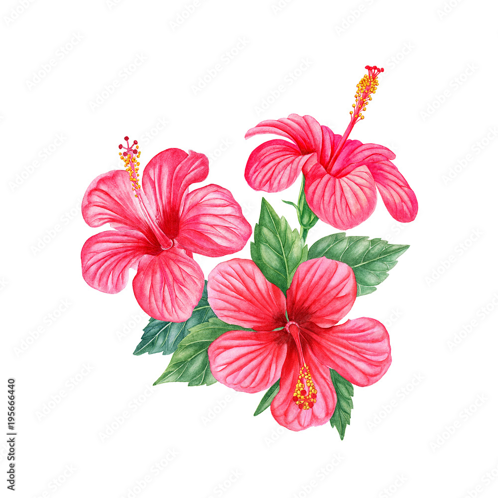 hibiscus hibiscus