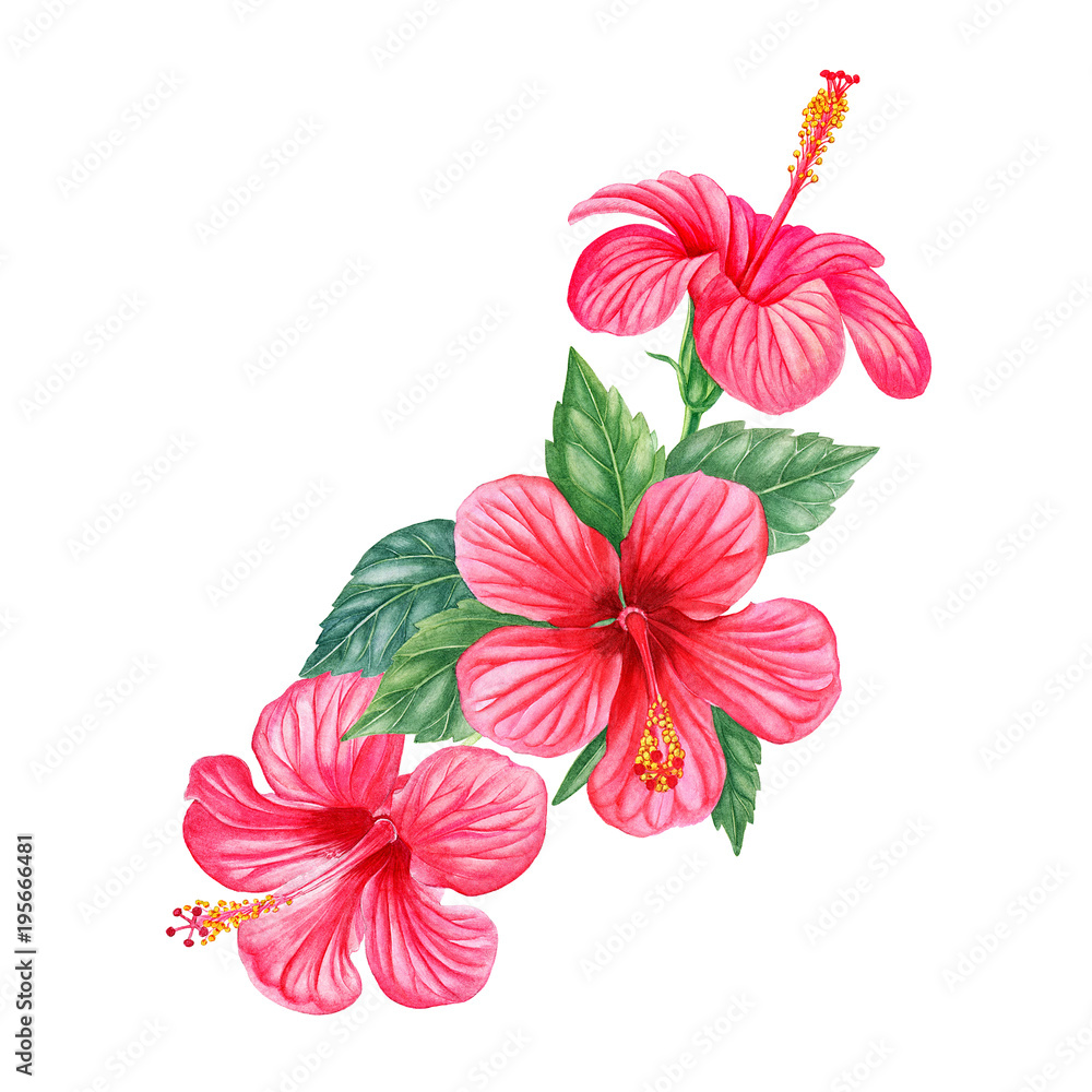 Obraz premium hibiscus