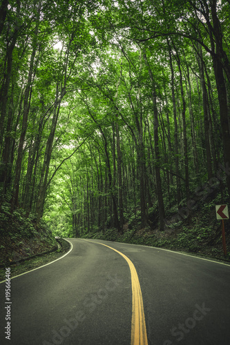 Man made forest, Philippines 