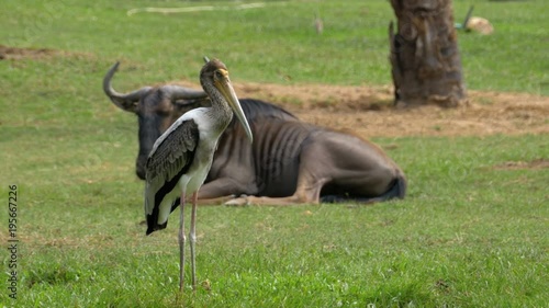 African Savannah in the Khao Kheow Open Zoo. Thailand. Giraffes, zebras, ostriches, roe deer, deer and other animals. photo