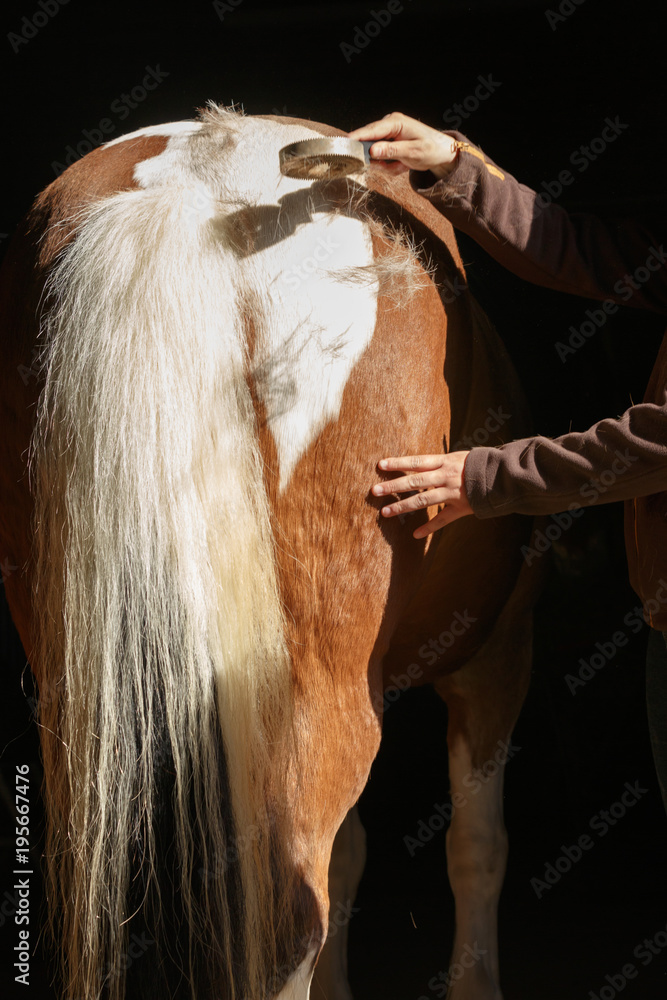 Fototapeta premium pielęgnacja konia