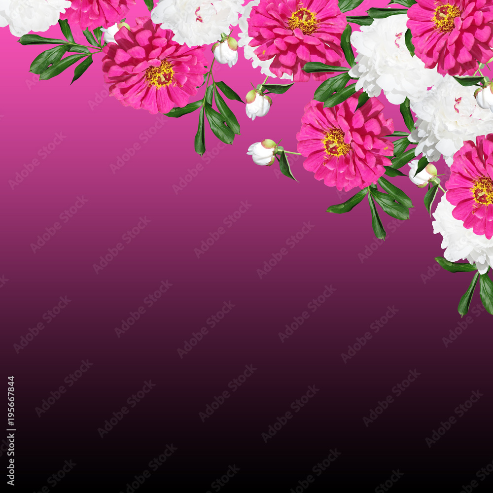 Beautiful floral background of pions and tsiny 