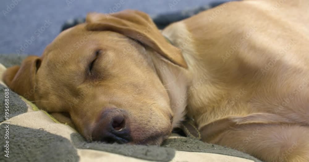 4k Close up of office dog asleep on a rug tracking to paws 4k Close up of office dog asleep on a rug tracking to paws