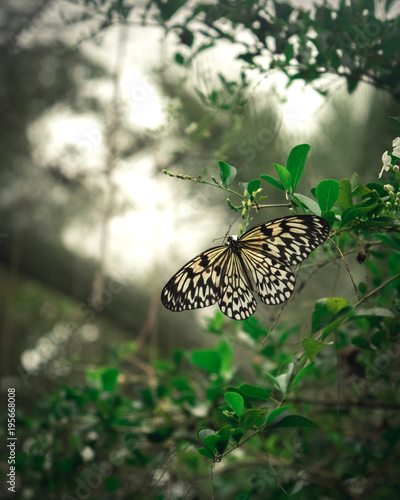 Philippines Butterfly