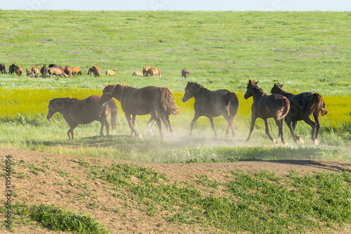 A herd of wild horses shown on Water island in atmospheric Rostov state reserve