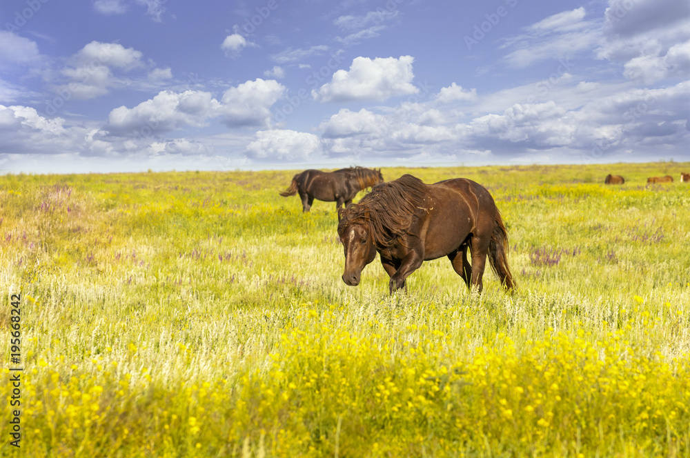 custom made wallpaper toronto digitalHerd of wild horses with a long mane running galloping over the steppe flowers on the island