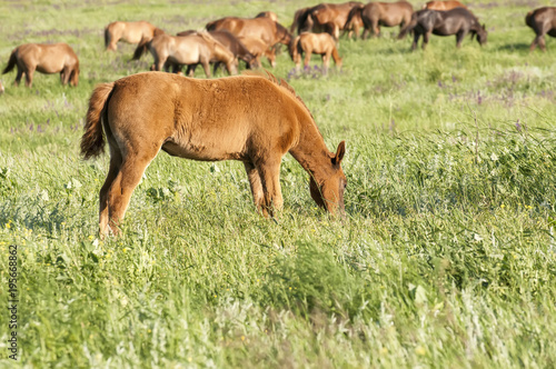 Fototapeta Naklejka Na Ścianę i Meble -  Horse foal on pasture