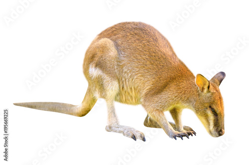 Australian Wallaby, Macropus Rufogriseus, side view isolated on white background. The Wallaby is a marsupial of Macropodidae family whose size is not large enough to be considered a kangaroo.