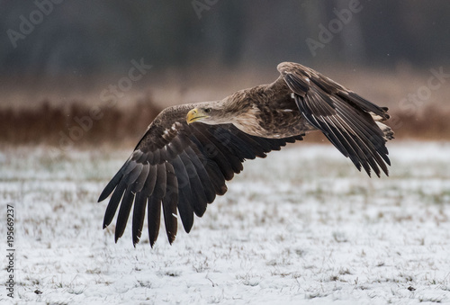 White-tailed Eagle bielik Haliaaetus albicilla photo