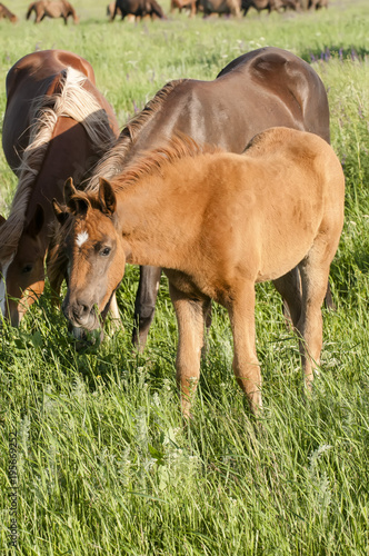 Bild auf Leinwand Horse foal on pasture