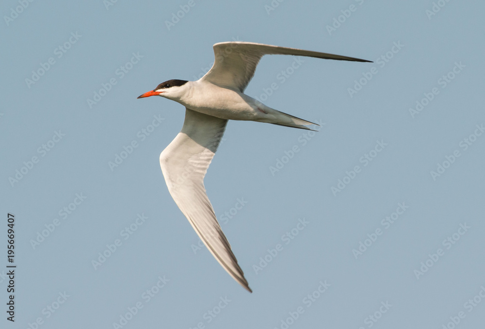 Obraz premium Common tern, Sterna hirundo, rybitwa rzeczna