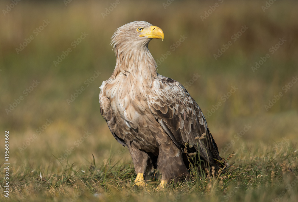 White-tailed Eagle bielik Haliaaetus albicilla White-tailed Eagle bielik Haliaaetus albicilla