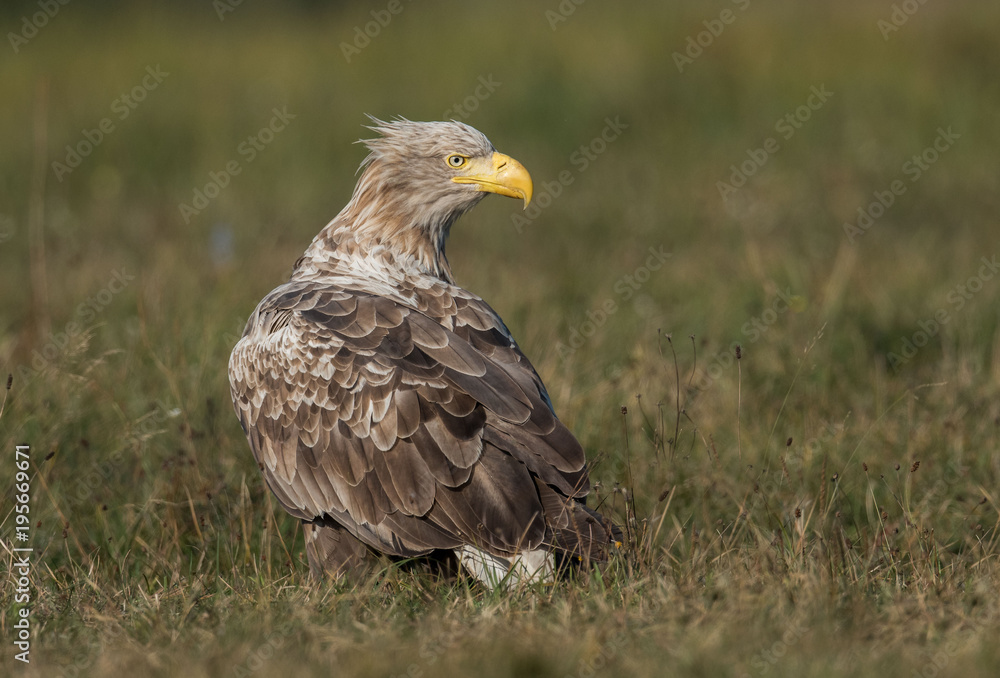 White-tailed Eagle bielik Haliaaetus albicilla White-tailed Eagle bielik Haliaaetus albicilla
