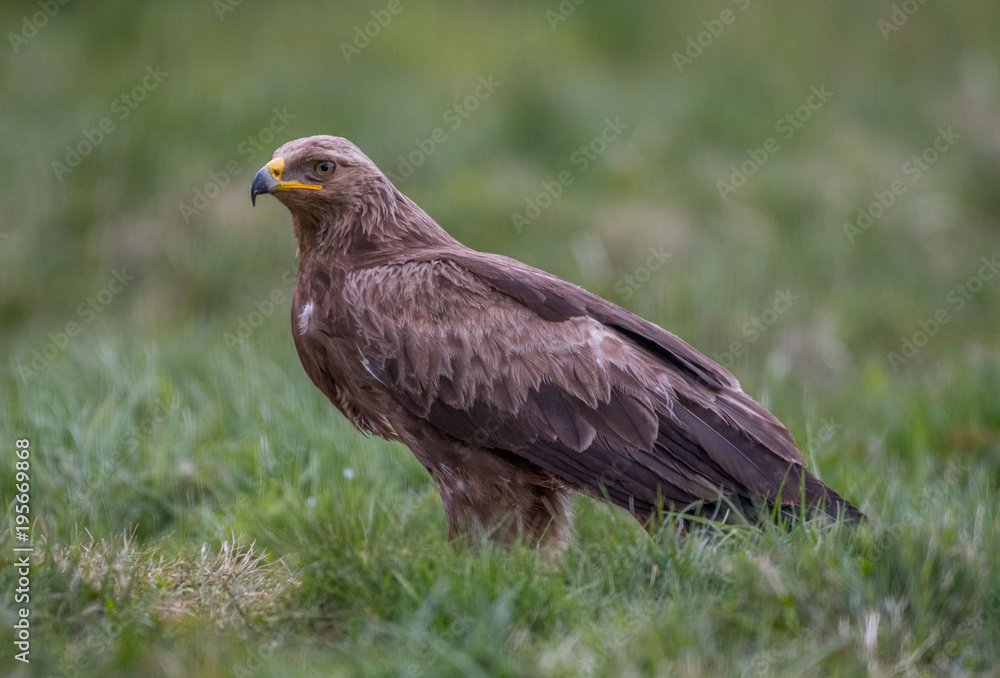 lesser spotted eagle Orlik krzykliwy Aquila pomarina (Clanga pomarina) lesser spotted eagle Orlik krzykliwy Aquila pomarina (Clanga pomarina)