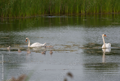 Mute swan, Łabędź niemy, Cygnus olor photo