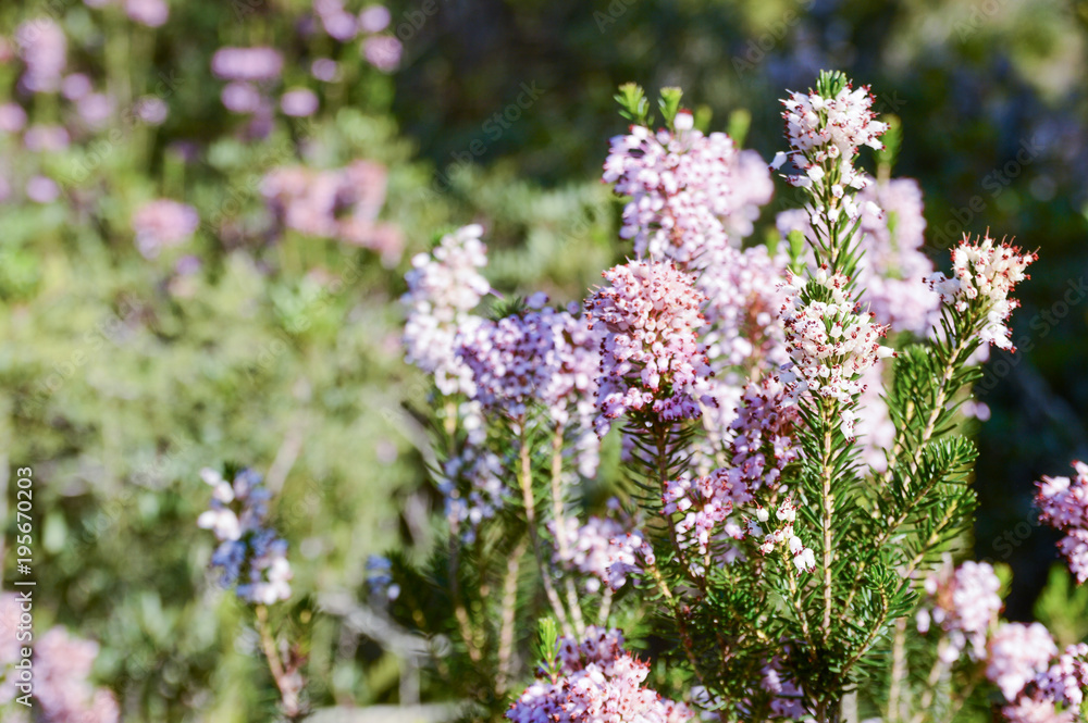 Obraz premium Common heather or Ling (Calluna vulgaris)