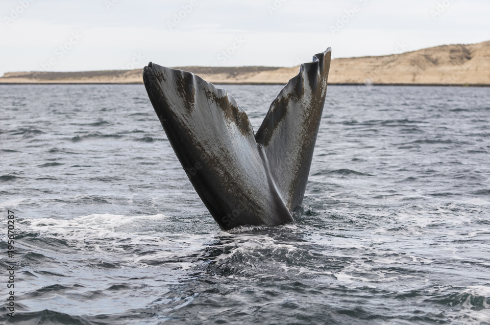 Fototapeta premium Southern Right Whale tail, Patagonia, Argentina