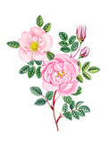 Watercolor hand painted pink rose branch. Can be used as print, postcard, invitation, greeting card, packaging design, sticker, poster, label, element design and so on.