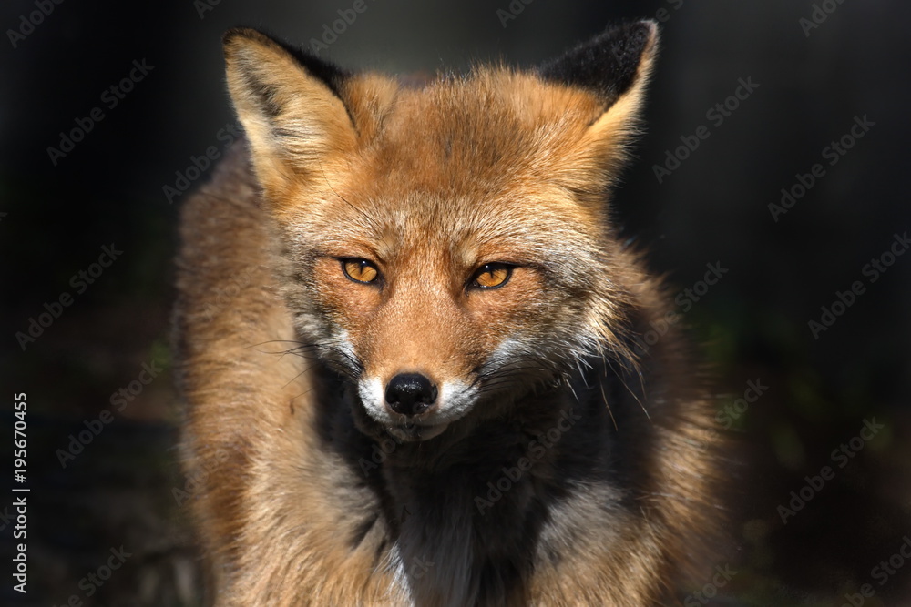 rotfuchs rotfuchs