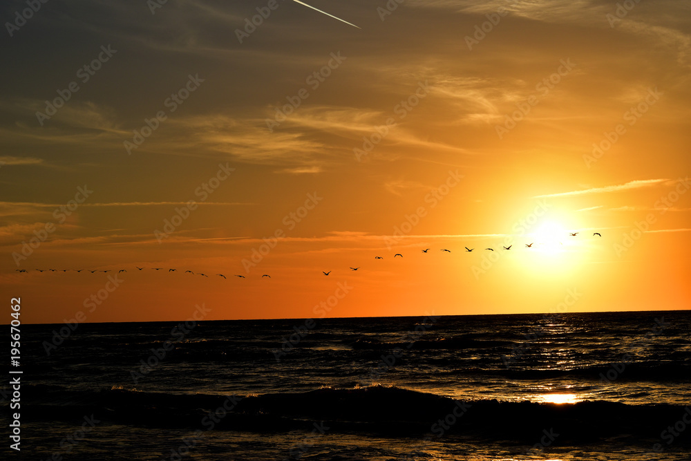 landscape with the setting sun at the Baltic Sea and the key of swans flying in the spring landscape with the setting sun at the Baltic Sea and the key of swans flying in the spring