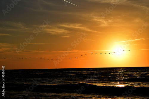 landscape with the setting sun at the Baltic Sea and the key of swans flying in the spring