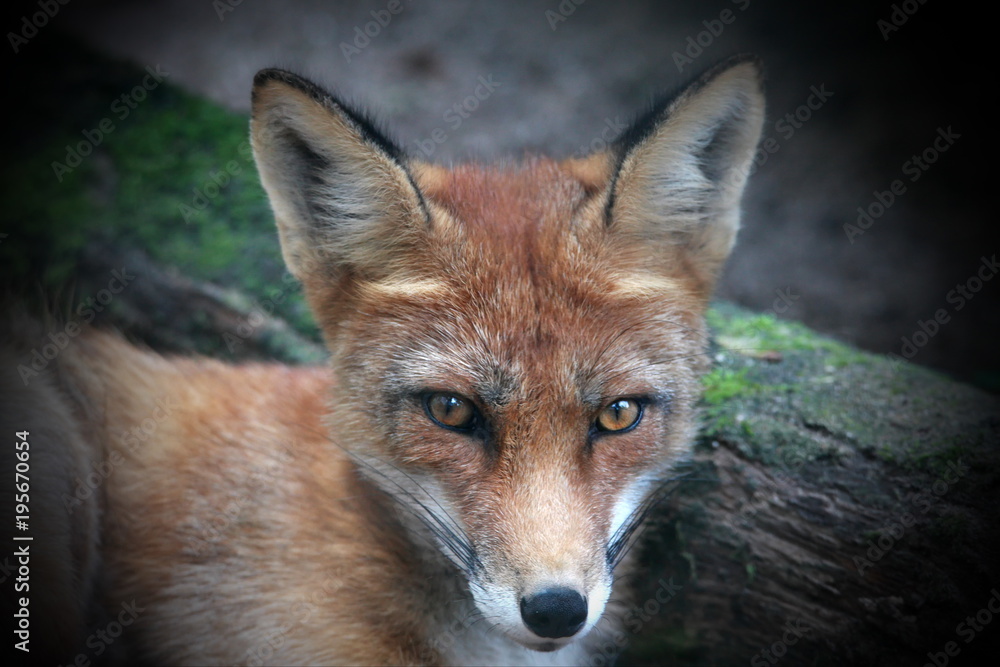 Fototapeta premium Rotfuchs