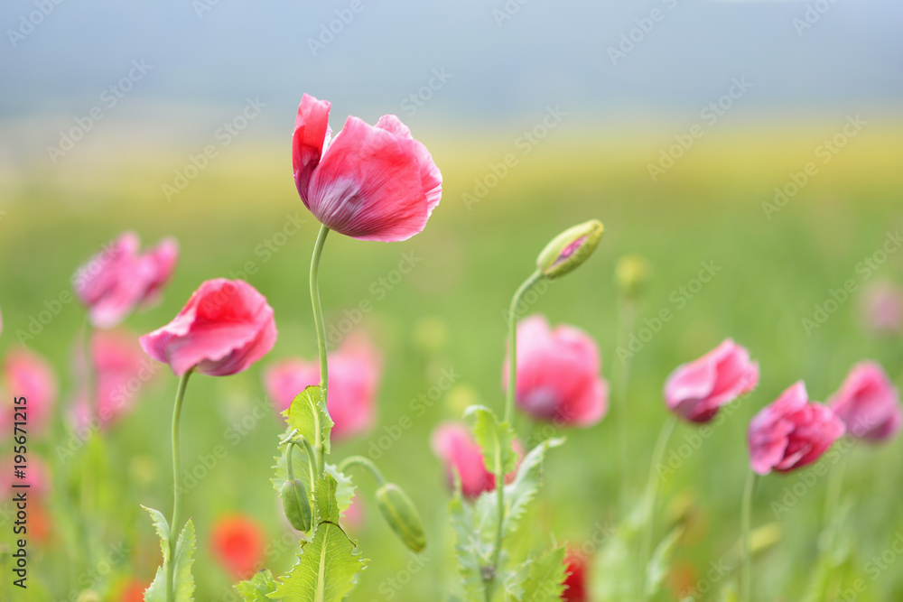 Close-up of Opium Poppies (Papaver somniferum) in Field, Germerode, Hoher Meissner, Werra Meissner District, Hesse, Germany Close-up of Opium Poppies (Papaver somniferum) in Field, Germerode, Hoher Meissner, Werra Meissner District, Hesse, Germany