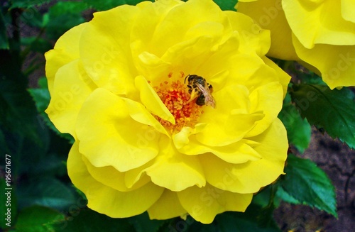 Fotografi The wonderful aroma of a beautiful rose leaves no one indifferent
