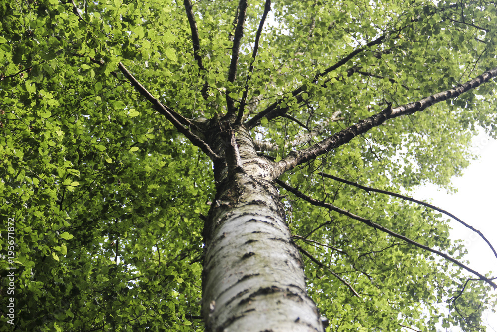 Fototapeta premium Umwelt/Natur