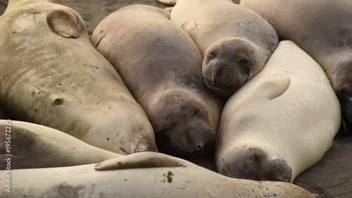 Northern Elephant Seals (Mirounga angustirostris) at Piedras Blancas. The Hearst San Simeon State Park - Elephant seal trail. photo