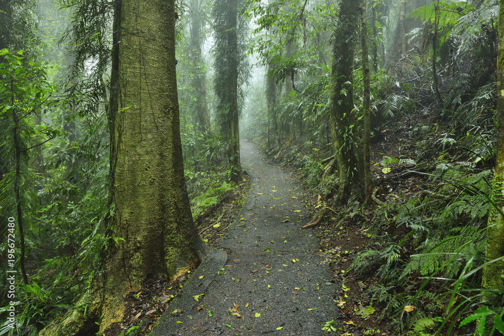 Path through Rainforest, Dorrigo, Dorrigo National Park, New South Wales, Australia Path through Rainforest, Dorrigo, Dorrigo National Park, New South Wales, Australia