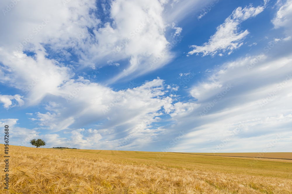Barley Field in Summer, Wenschdorf, Milenberg District, Bavaria, Germany Barley Field in Summer, Wenschdorf, Milenberg District, Bavaria, Germany