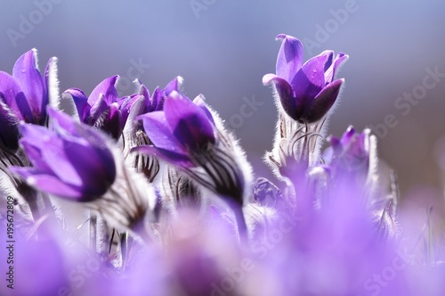 Spring violet flowers on a meadow, pasque flower (pulsatilla grandis)