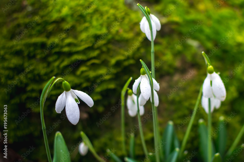 Fototapeta premium Spring forest with snowdrops