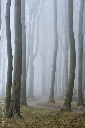 Trees in forest with fog, Ghost Forest, Germany