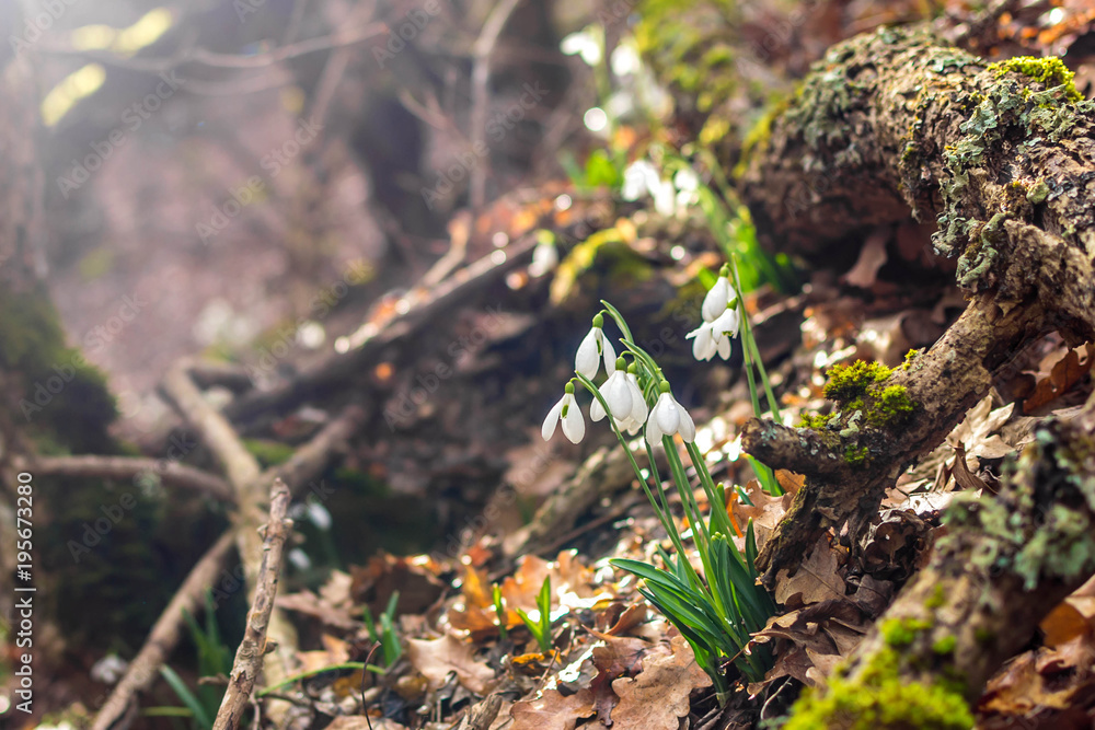 Fototapeta premium Spring forest with snowdrops