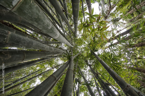 Looking Up through Bamboo Trees