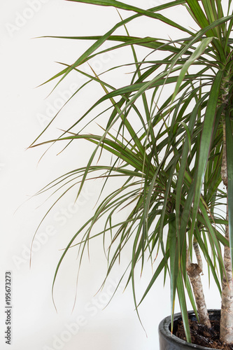 Green plant retro design home interior close-up white wall texture